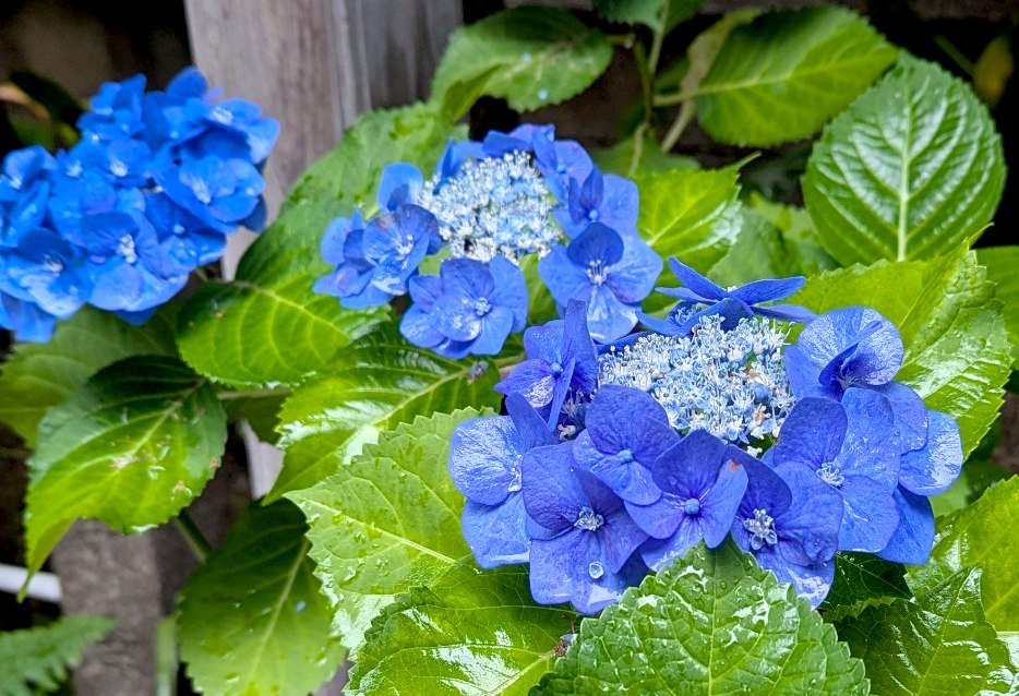 憂鬱な☔梅雨もVALANROSEヘアエッセンスオイルで快適に🌈
