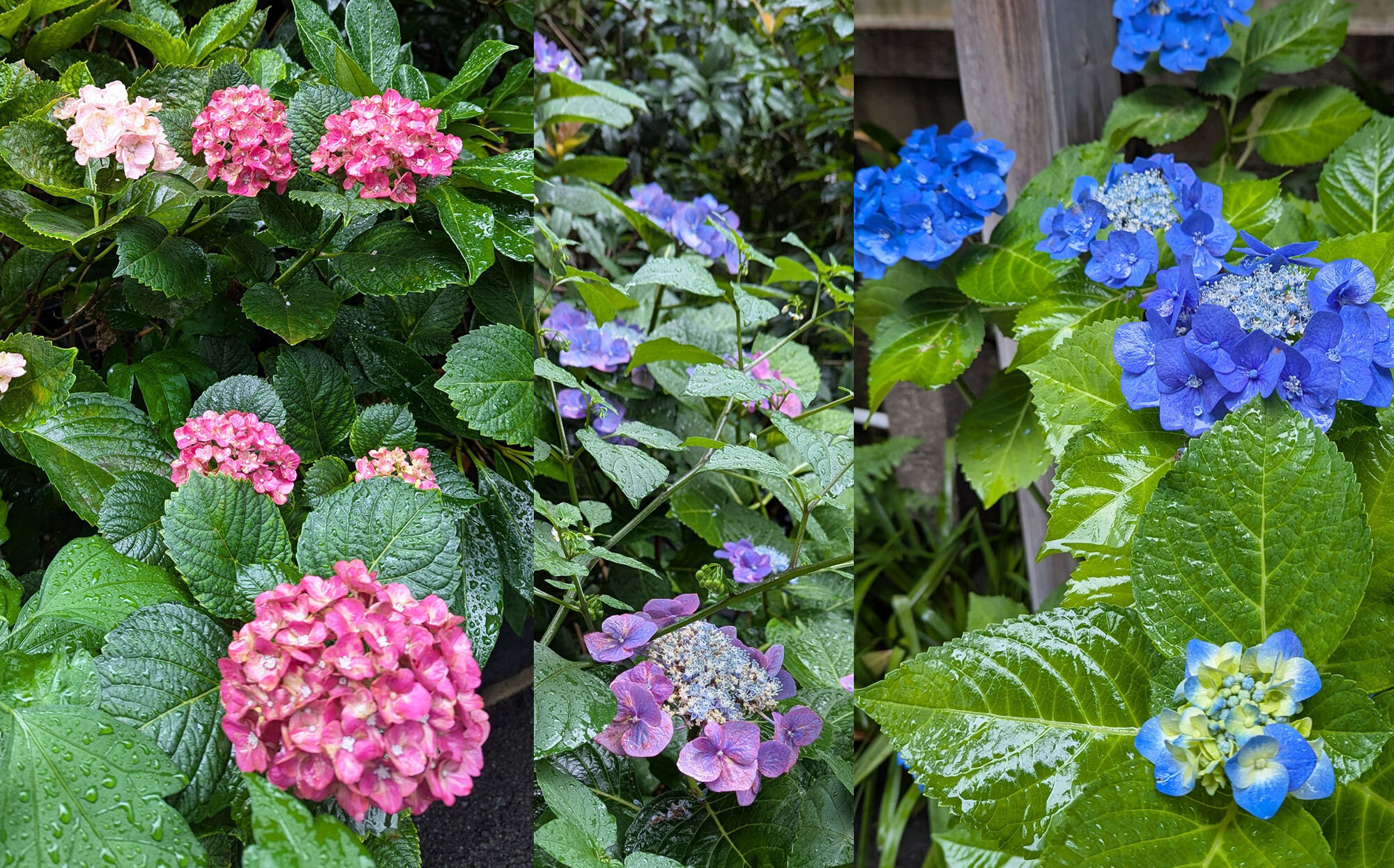 憂鬱な☔梅雨もVALANROSEヘアエッセンスオイルで快適に🌈のサムネイル
